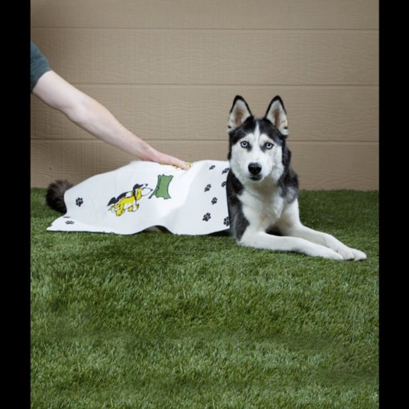 Pet Bath Towel Super Absorption Quick Drying Towel - Picture 1 of 2